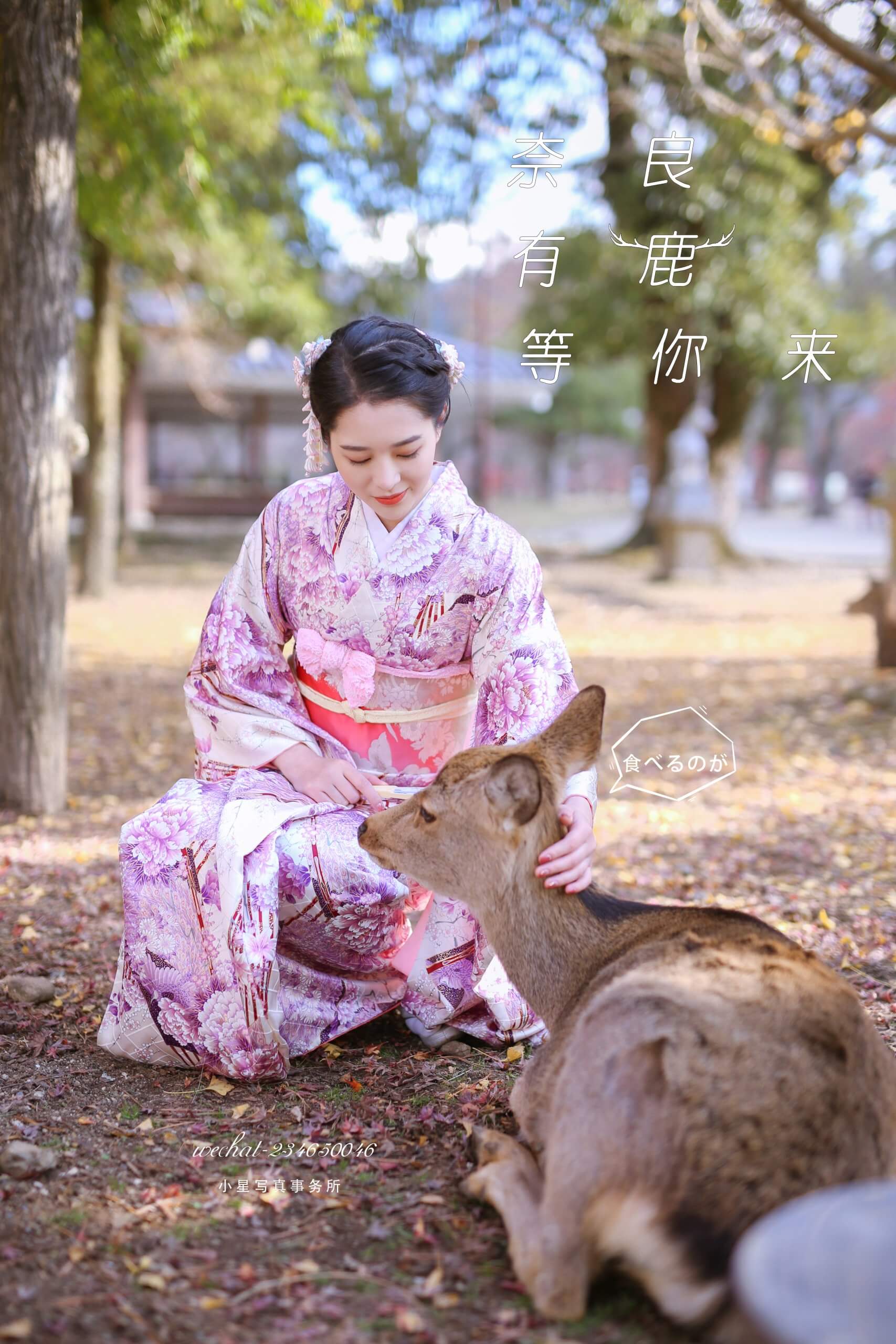 奈良・鹿の森フォトストーリー - 画像 (2)