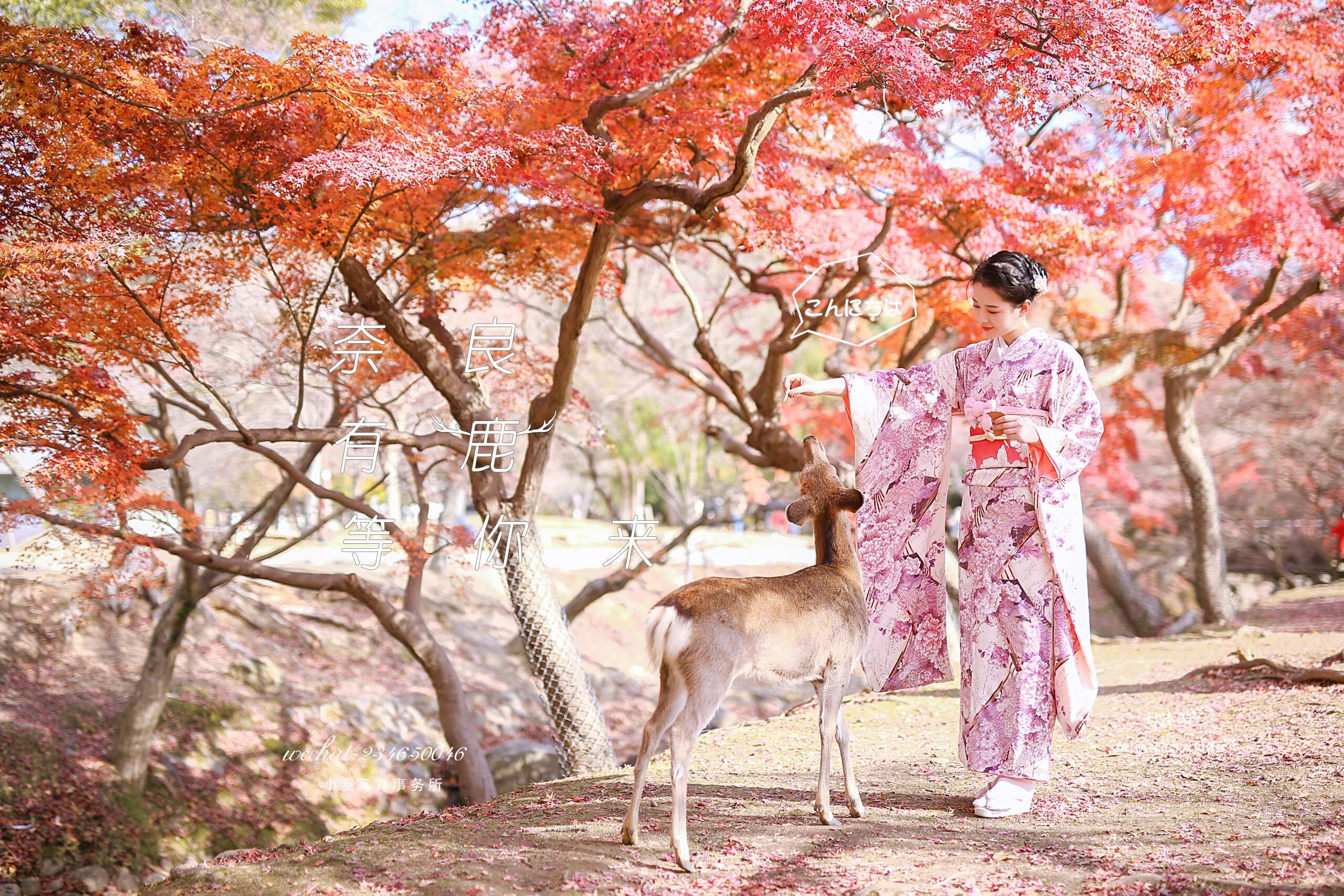 奈良・鹿の森フォトストーリー - 画像 (3)