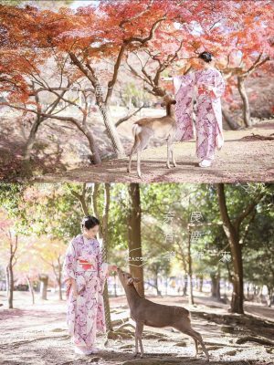 奈良・鹿の森フォトストーリー